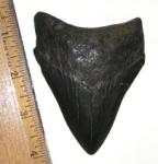 Edisto River Megalodon Tooth